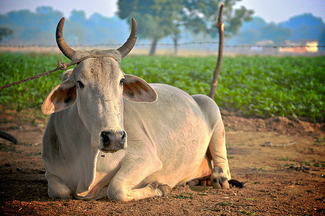 हिंदू क्‍यूं नहीं खाते गोमांस.....